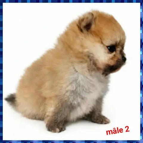 Spitz Allemand  Chiot N°2 photo 3