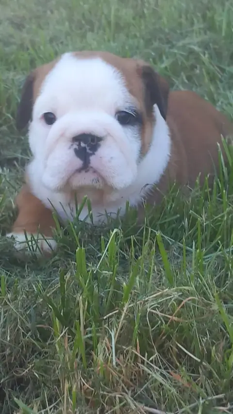 Bulldog Anglais  Chiot N°4 Stocky Family