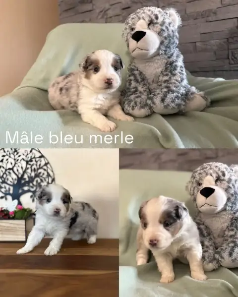 Berger Américain Miniature  Mâle Bleu Merle Des Terre b7fd5