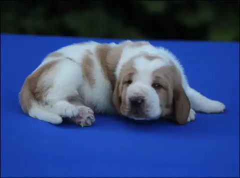 Basset Hound  Chiot 4 De La Flamme Sacrée D'Hestia