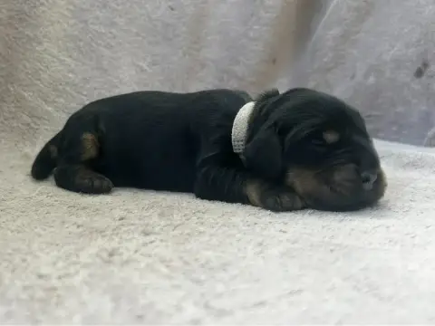 Cocker Spaniel Anglais  Collier Blanc -