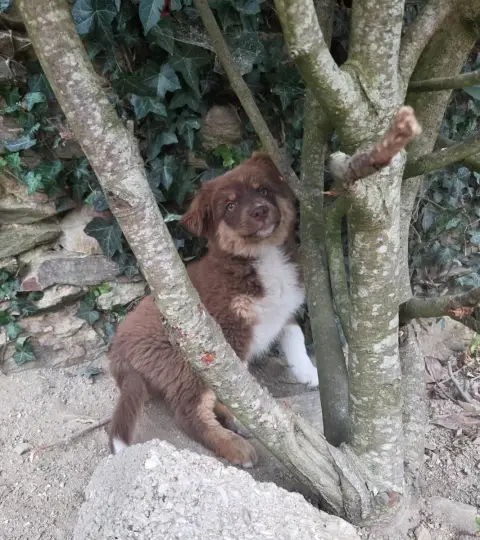 Berger Américain Miniature  Chiot 1 Leon De La Cité D 9fcfe photo 2