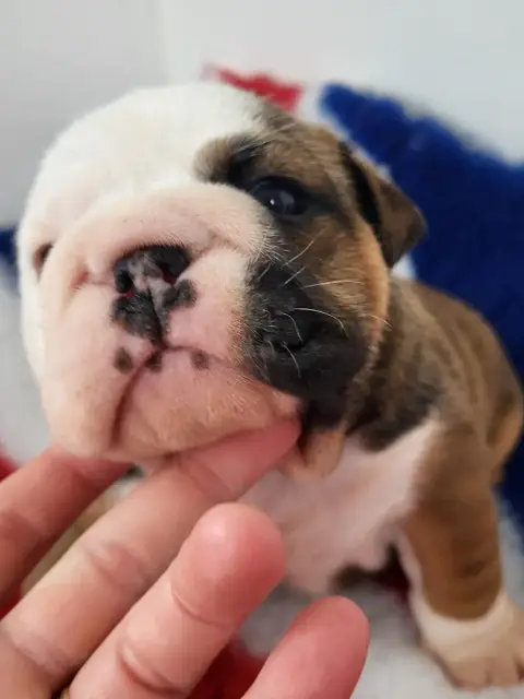 Bulldog Anglais  "Birkin Jane" photo 2