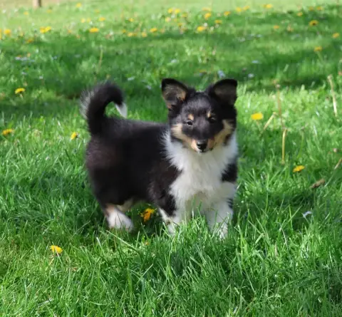 Shetland Sheepdog  Chiot N°3 Du Royaume De La Petite  c3bcb photo 3