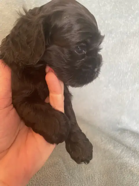 American Cocker Spaniel  Collar Rouge Truly Mine