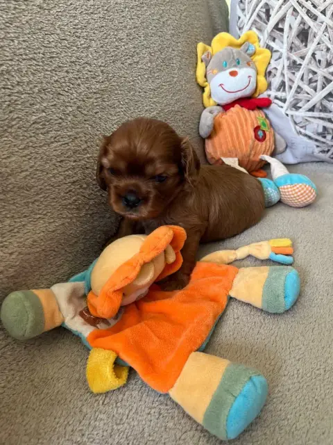 Cavalier King Charles Spaniel  Buddy Du Domaine De Lu abf81 photo 2