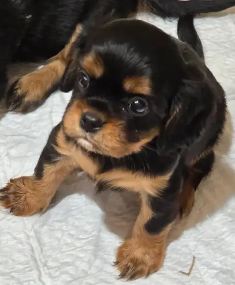 Cavalier King Charles Spaniel  Chiot N°3 Vom Der Rite 261ad