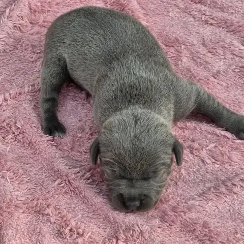 Staffordshire Bull Terrier 
                        B 4c2ef