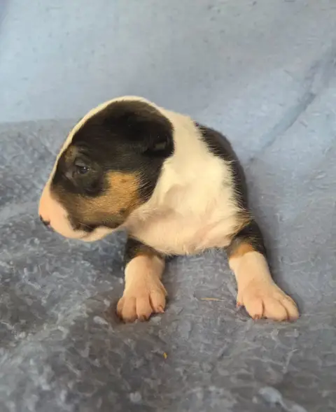 Bull Terrier  Chiot 8 By The Wall photo 3