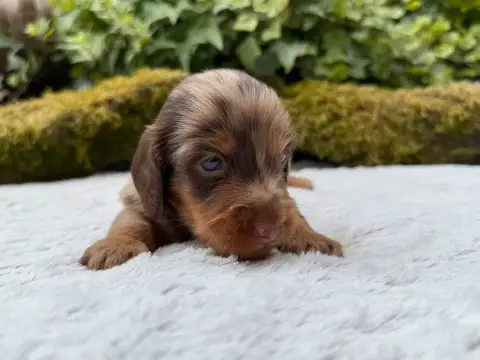 Teckel Poil Long  Chiot N°1 De La Cour Des Iles photo 3