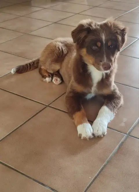 Berger Américain Miniature  Boobsie Des Chiens D'Ange fef88