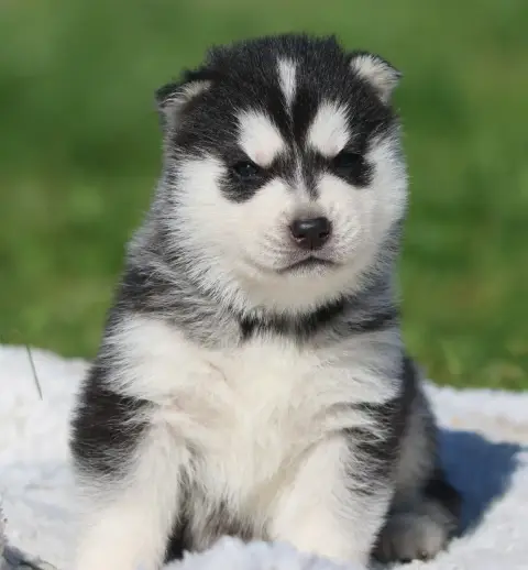 Siberian Husky  Black Canna De Daybreak Northern photo 2