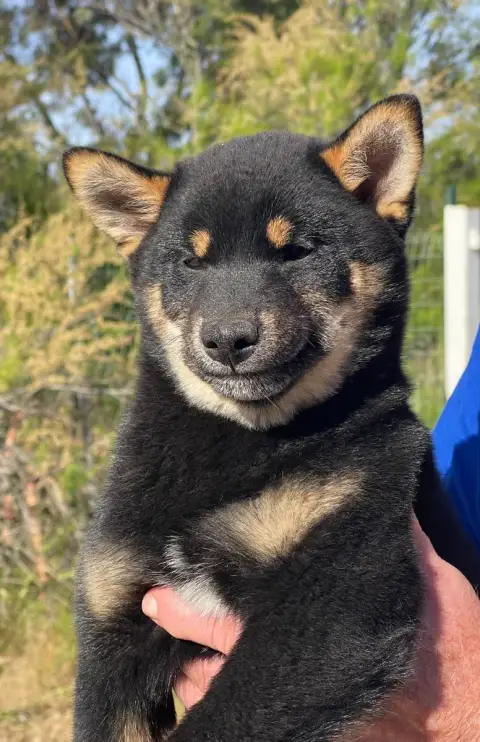 Shiba  Baiko Du Mas D'Elronde