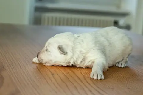 Berger Blanc Suisse  B Des Trois Land