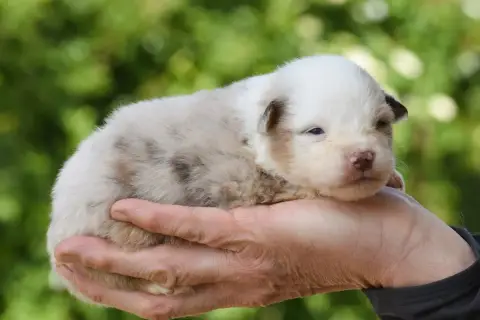 Berger Américain Miniature