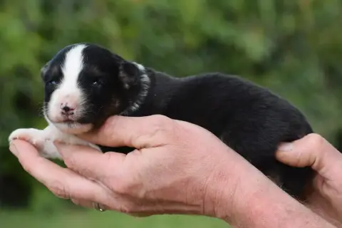 Berger Américain Miniature