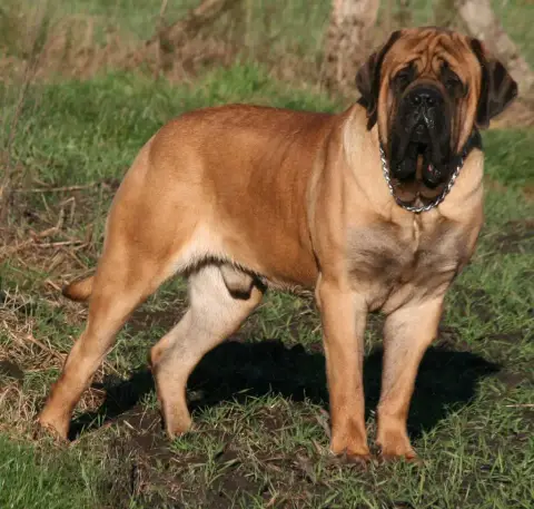 Mastiff  Rouge De L'Arche De Jovie photo 2