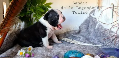 Boston Terrier  Chiot 3 De La Légende De Tézire photo 2