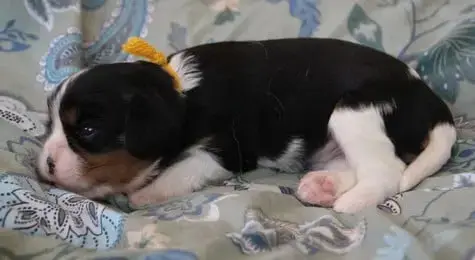 Cavalier King Charles Spaniel  Chiot 4 Du Domaine De  5b3b1