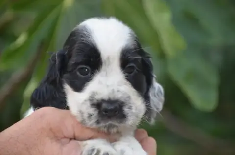 Cocker Spaniel Anglais  Chiot N°6 De La Foret Des Rev ea631