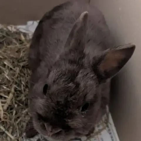 Lapin Nain, Femelle, Gris Foncé, Env. 3-4 Mois