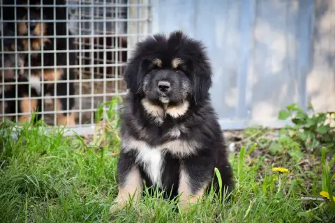 Dogue Du Tibet  Chiot 7 Du Haras Des Brumieres photo 3