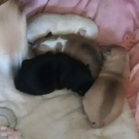 Chiots Chihuahua Lof