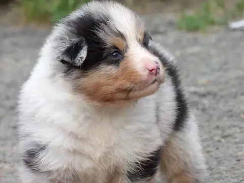 Berger Australien  Mâle Bleu Merle De La Terre Des Me e87b8