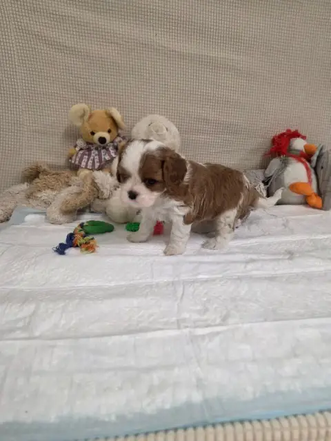 Cavalier King Charles Spaniel  Coliier Vert Foncé Des 2938d photo 2