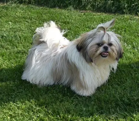 Shih Tzu  Ce Chiot Est Vendu De La Maison Du Ryez photo 3