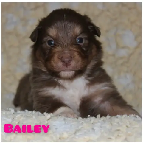 Berger Australien  Bailey White Snow Sheperds