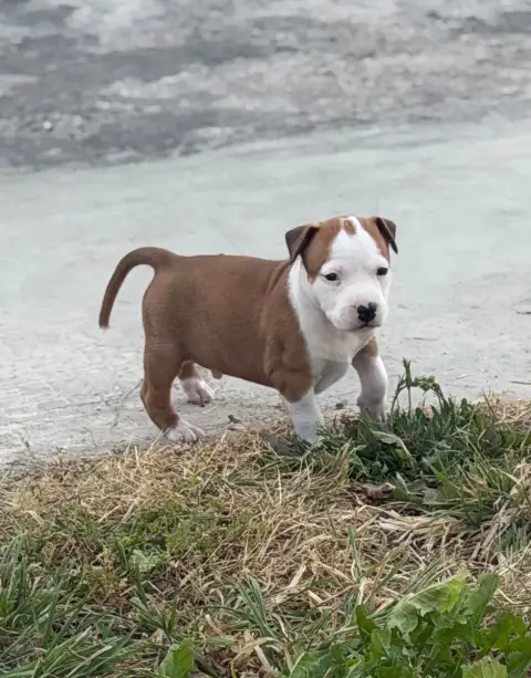 American Staffordshire Terrier  Brabus Des Fauves Du  57ea2