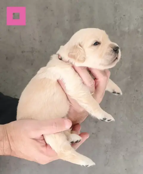Golden Retriever  Bohème Des Bois Ronflants