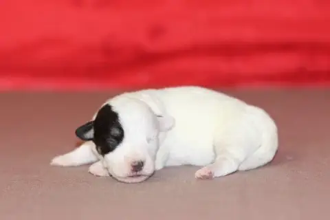 Jack Russell Terrier photo 2