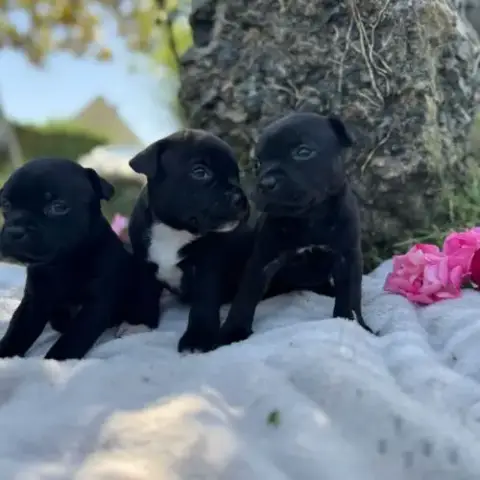 Staffordshire Bull Terrier Lof (Staffie)