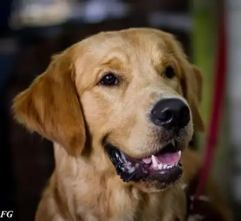 Golden Retriever  Boston photo 3