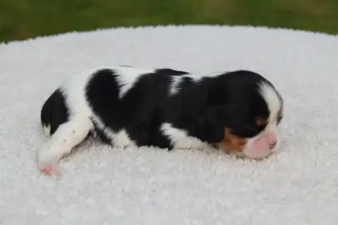 Cavalier King Charles Spaniel  B....... Du Millésime  929b0 photo 3