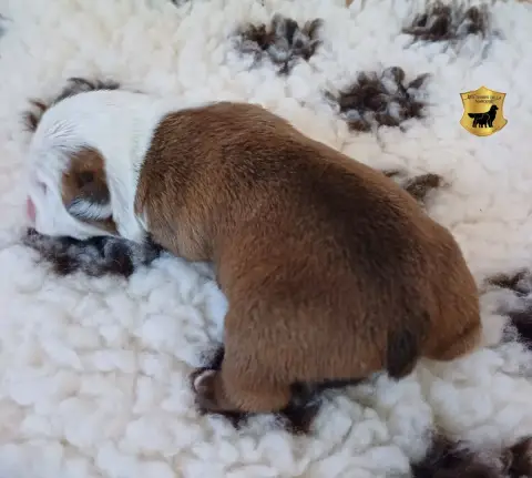 Bulldog Anglais  Boris photo 2