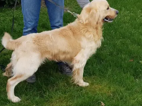 Golden Retriever  Basile Du Domaine Des Belles Aubois f4b10 photo 3