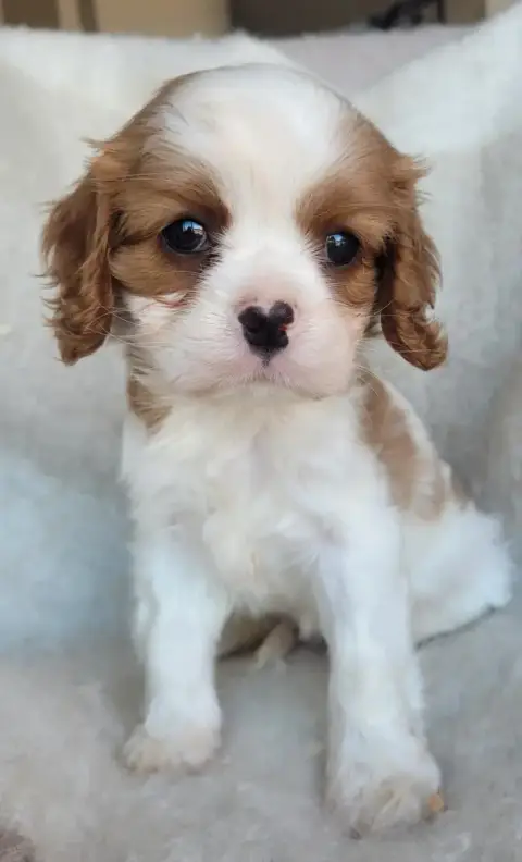 Cavalier King Charles Spaniel  Chiot N°1 Du Domaine D 00aa9