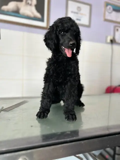 Caniche  Benson Black Du Domaine Du Parc
