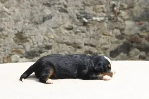 Bouvier Bernois  Chiot 6 De La Vallée De L'Hyrome photo 3