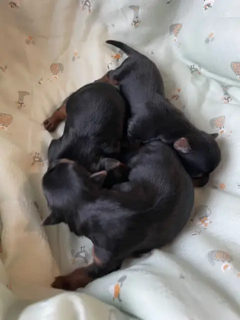 Yorkshire Terrier  Chiot 4 Des Minis Bouts photo 3