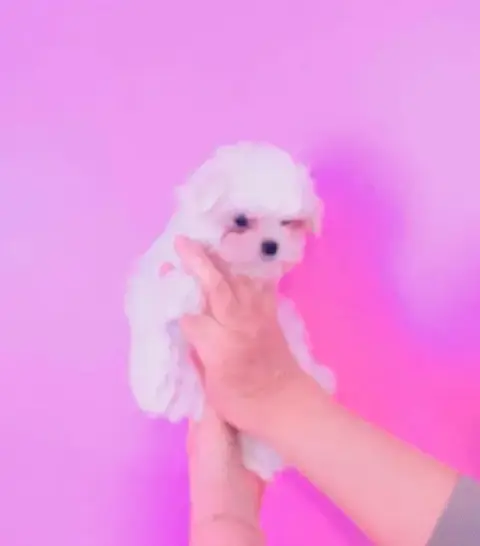 Bichon Maltais  Bianka Des Brumes De Rhodanie photo 2