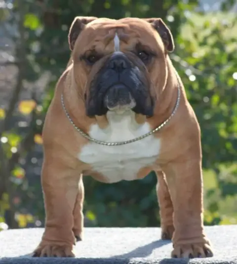 Bulldog Anglais  Chiot 4 Des Praz D'Orépac photo 3