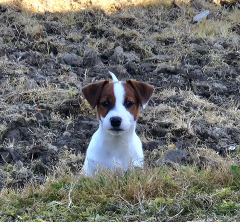 Jack Russell Terrier  Borealis Northern Lights De La  504b0 photo 2