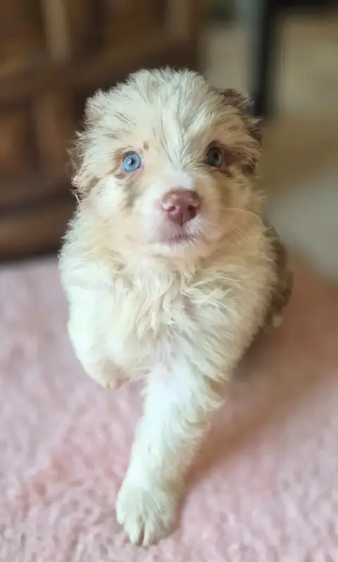 Berger Australien  Chiot photo 2