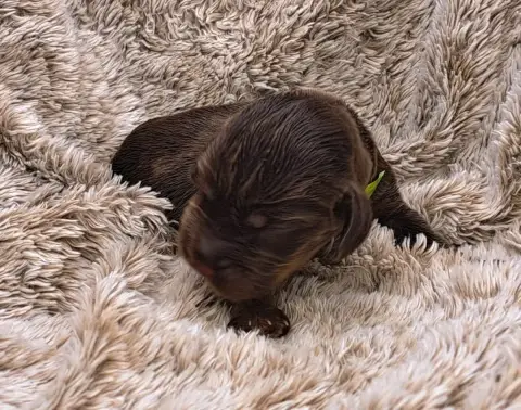 Cocker Spaniel Anglais  Buddy photo 3