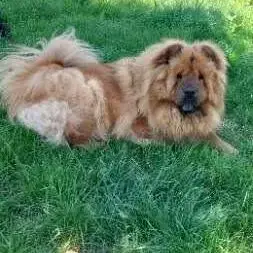 Chien Sweety À L Adoption
