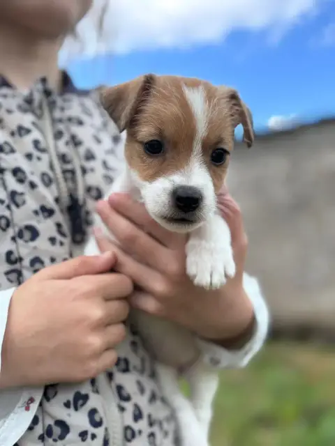 Jack Russell Terrier  Belinda Des Joyaux De La Pompad 900df